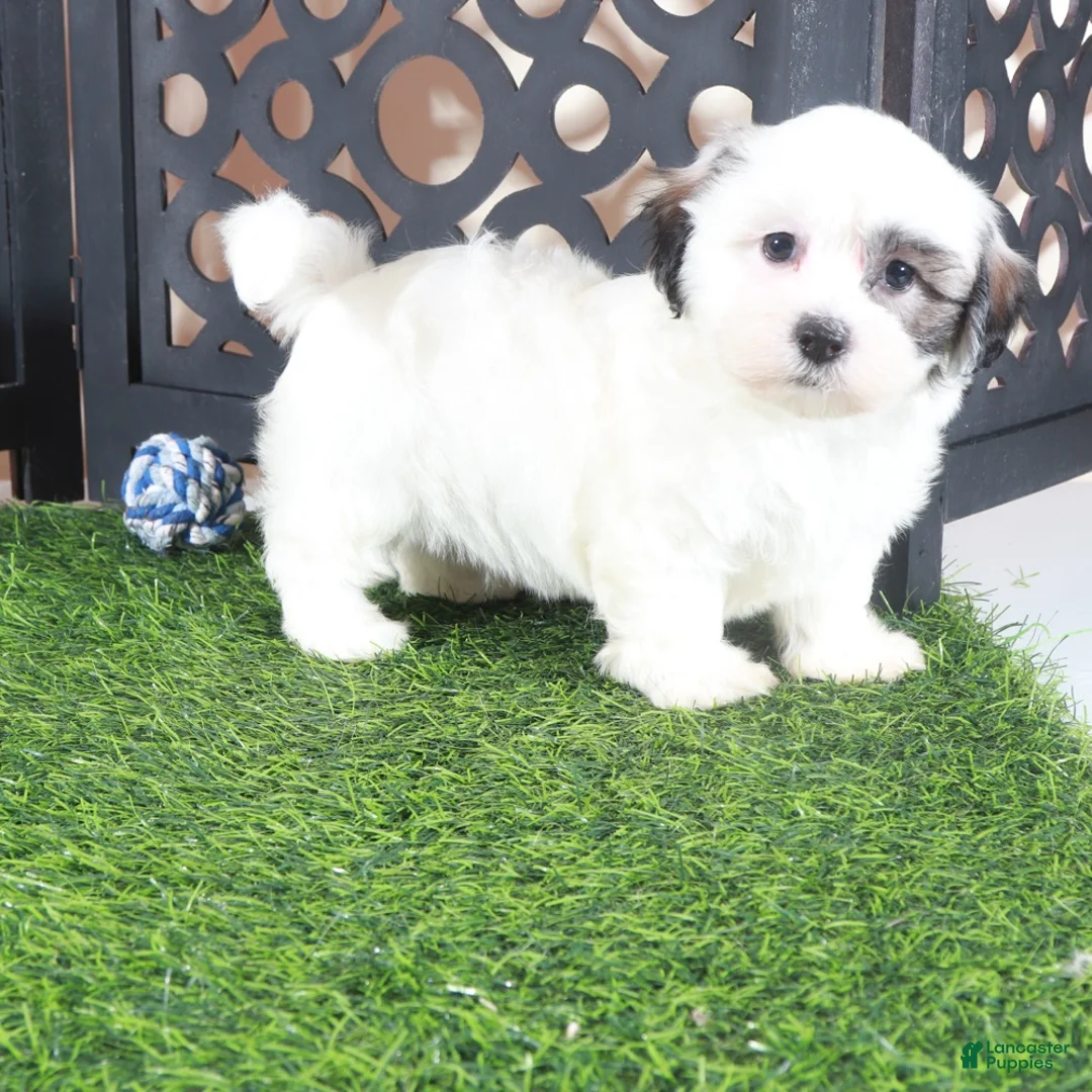 Teddy Bear dogs for sale: Captain Jack Daring Male Teddy Bear Puppy - Ad 1
