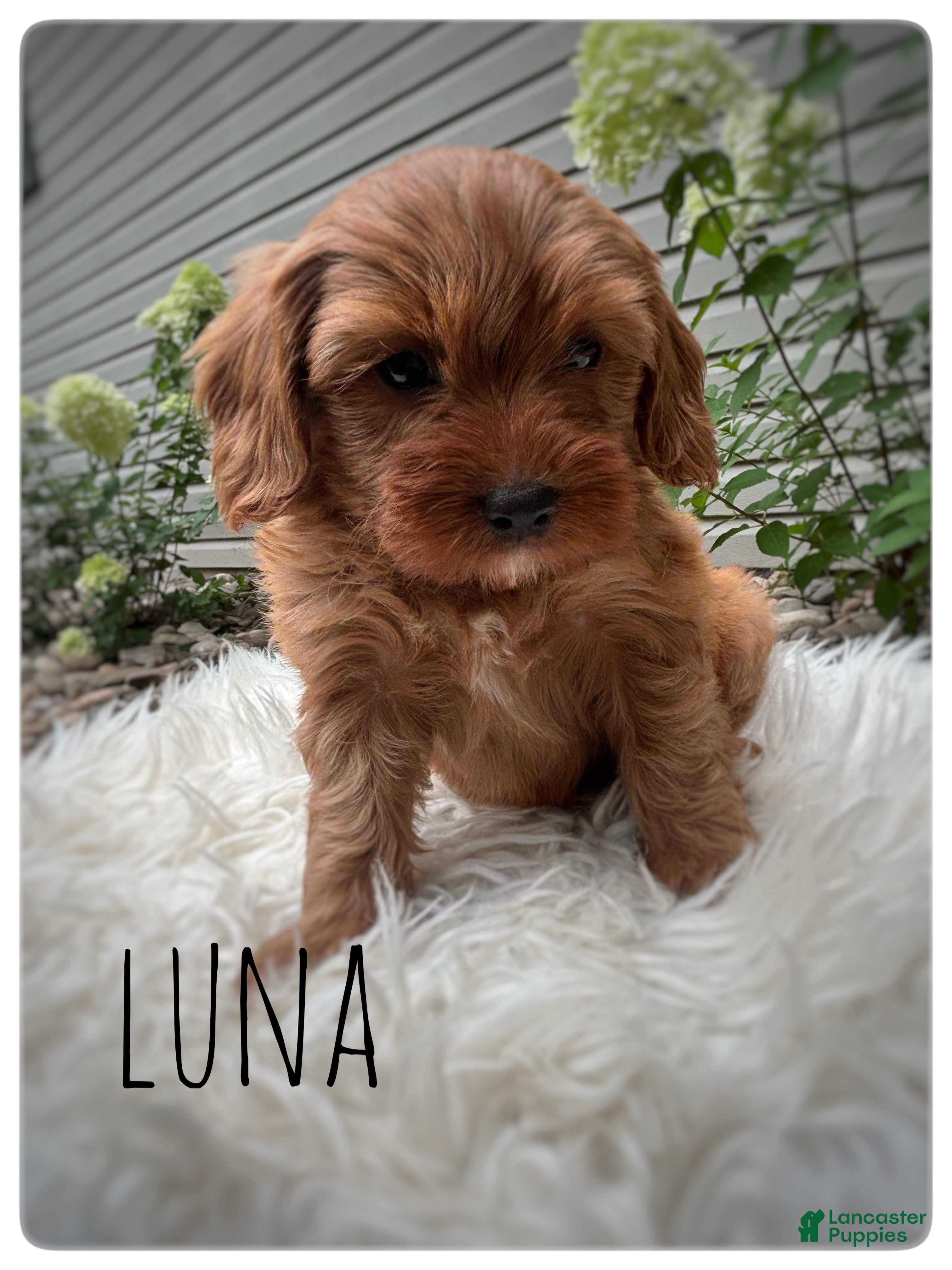 Cavapoo dogs Luna - Ad 2