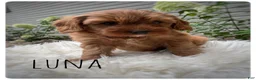 Cavapoo dogs for sale: Luna - Ad 2