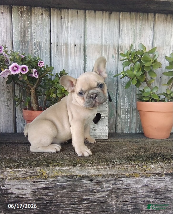French Bulldog dogs Charlie - Ad 1