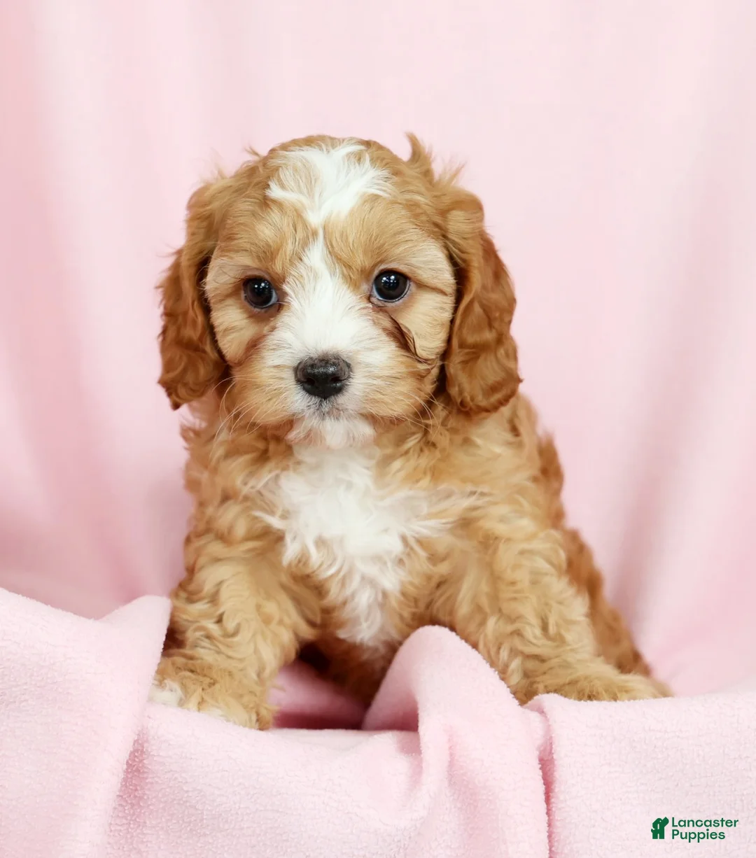 Cavapoo dogs for sale: Crystal - Ad 7