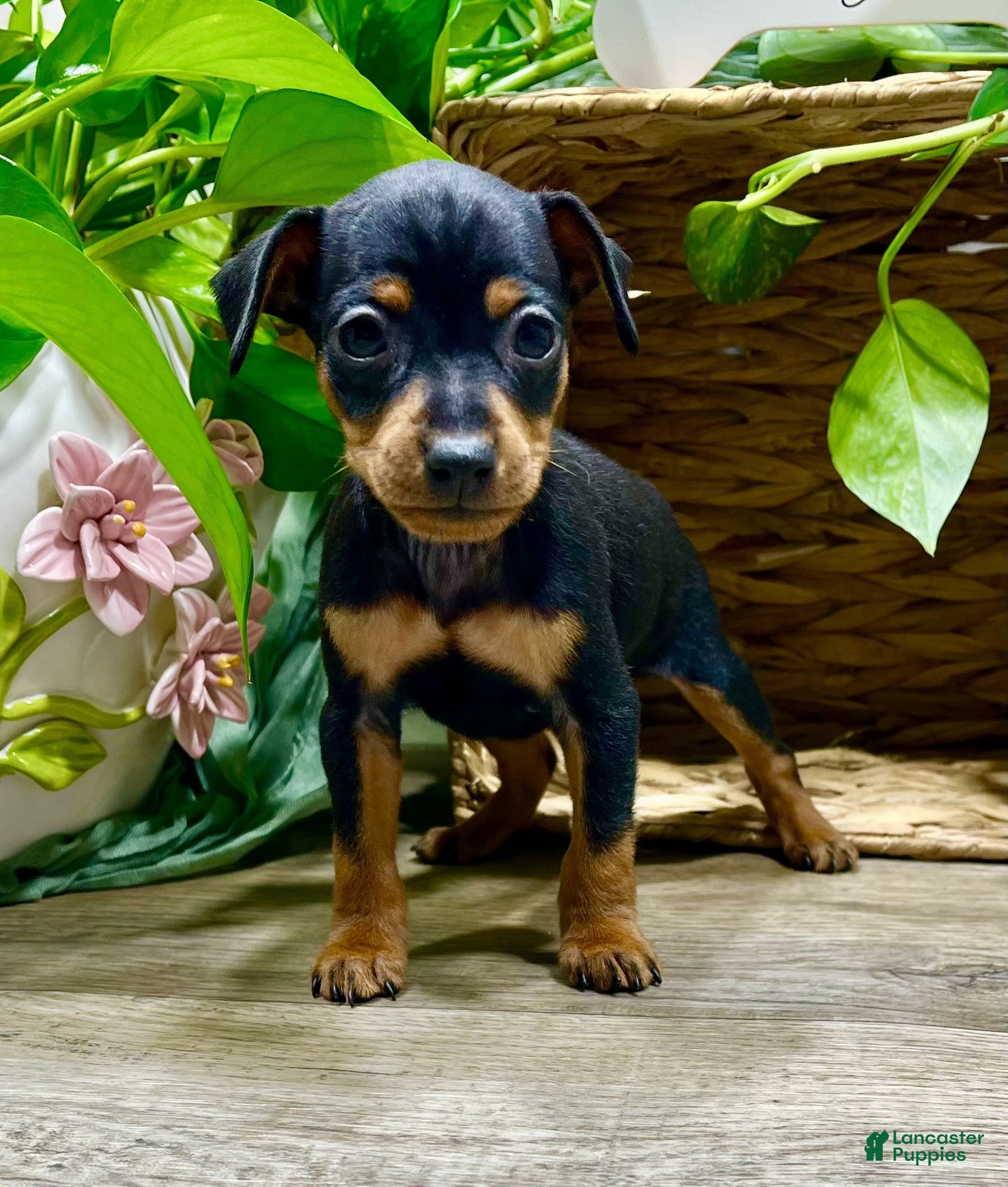Miniature Pinscher dogs Tilly - Ad 2