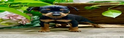 Miniature Pinscher dogs for sale: Tilly - Ad 2