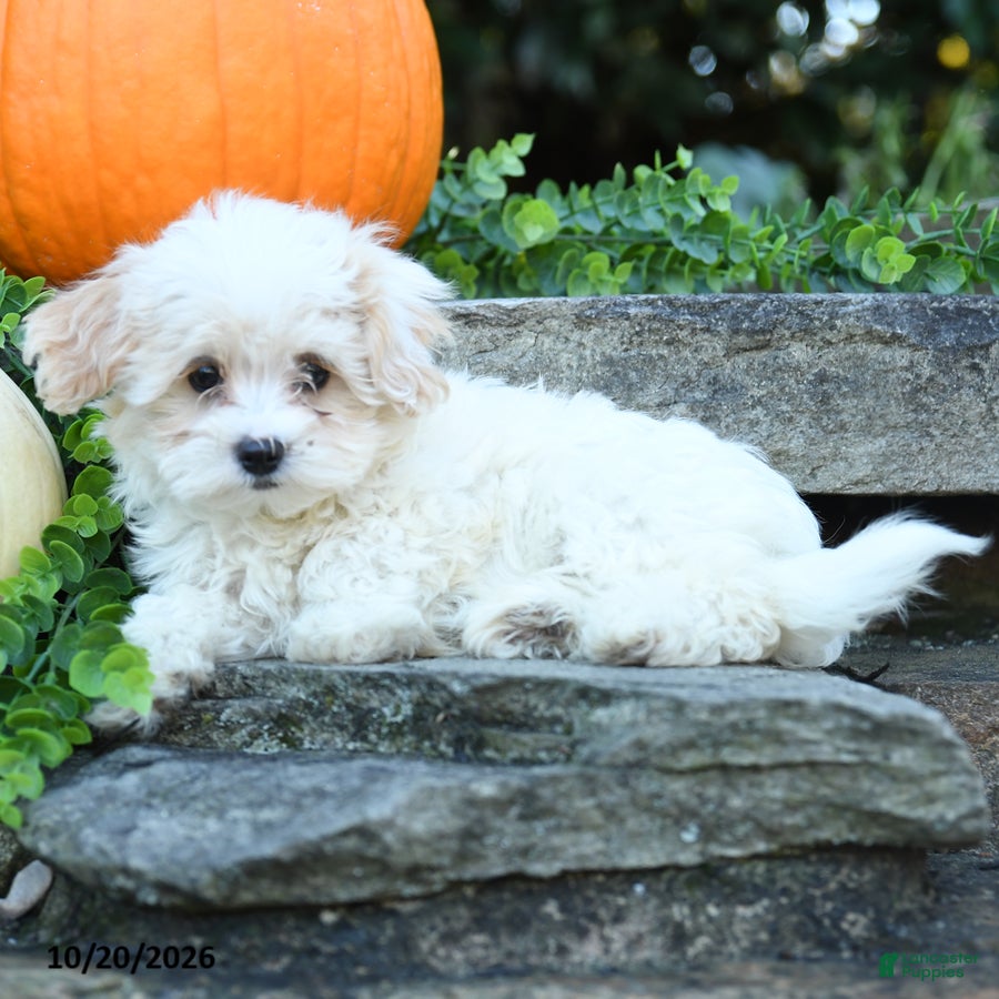 Maltipoo dogs Xerxes - Ad 1