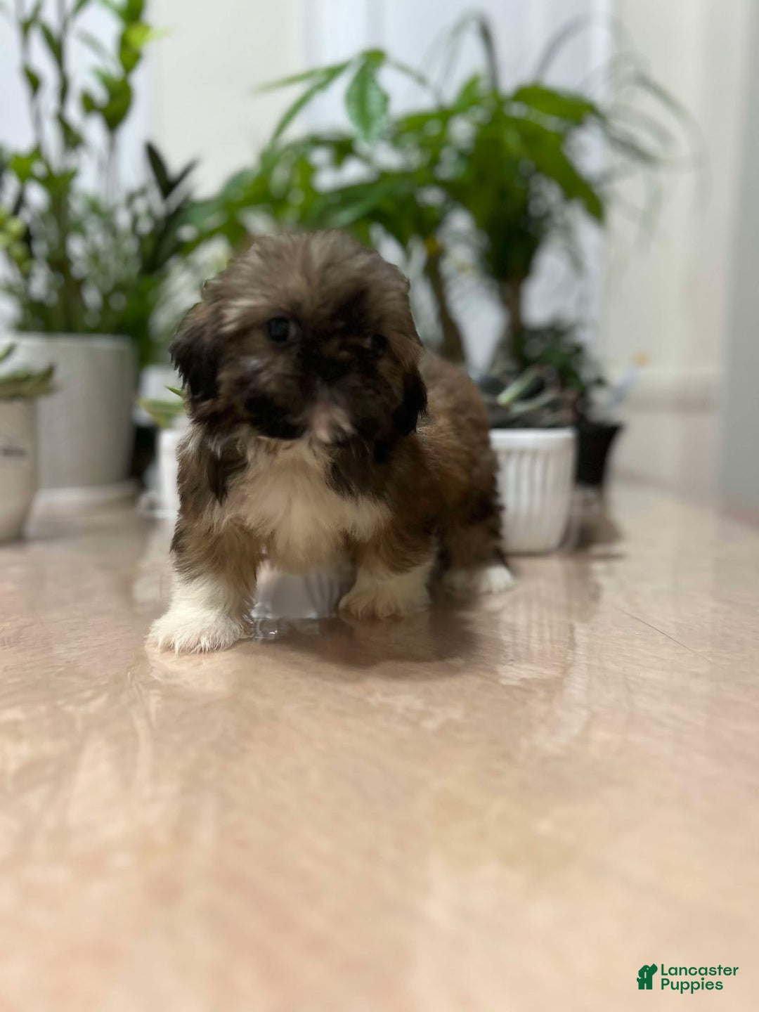 Shih Tzu dogs for sale: April - Ad 1