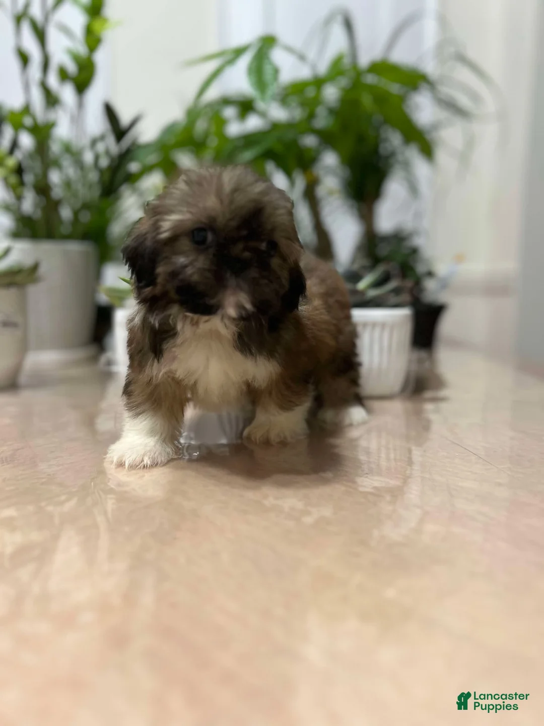 Shih Tzu dogs for sale: April - Ad 1