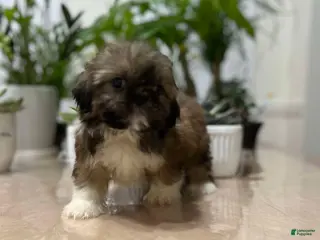 Shih Tzu dogs April - Ad 29