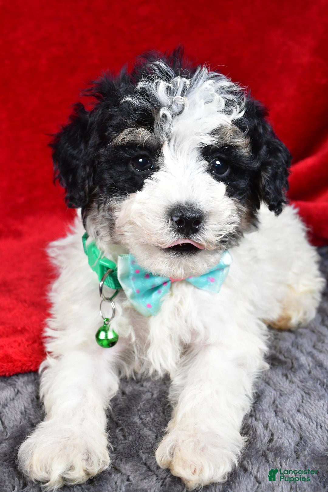 Miniature Poodle dogs for sale: Elias - Ad 3