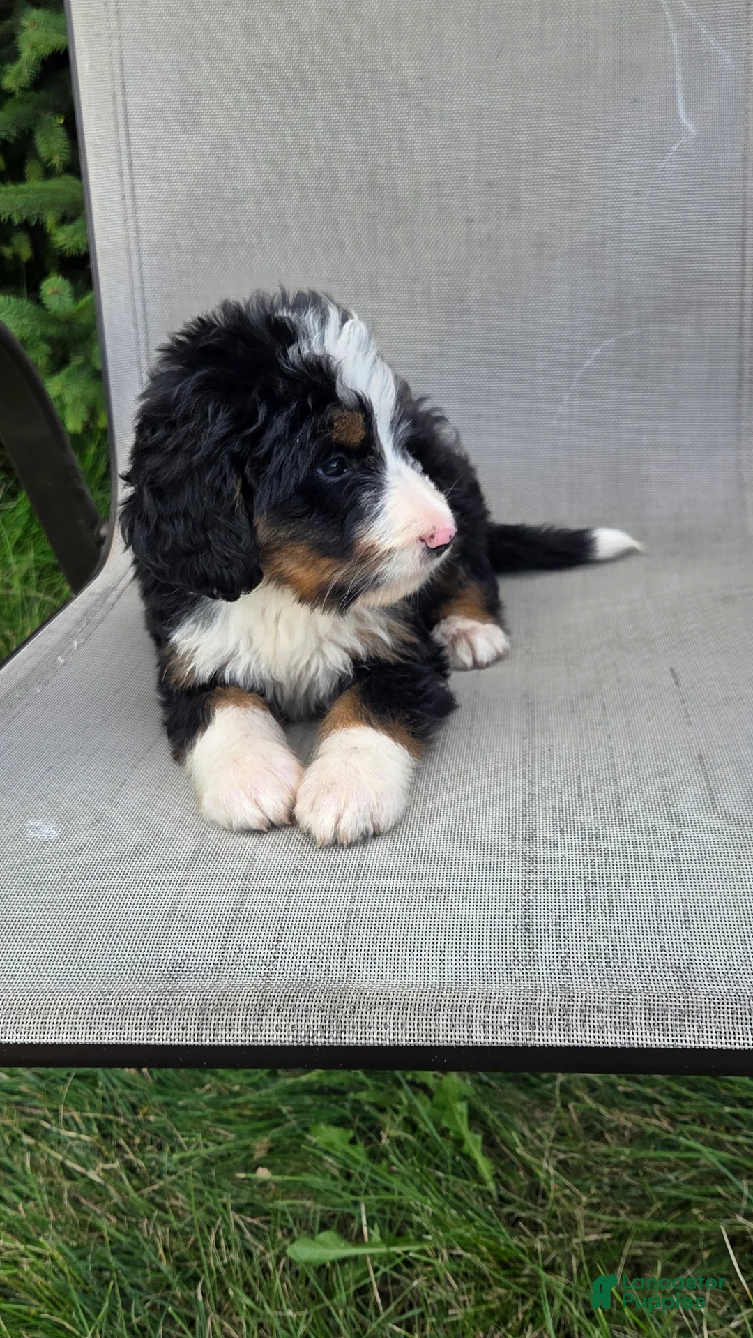 Bernedoodle dogs for sale: Bernedoodle Yellow - Ad 1