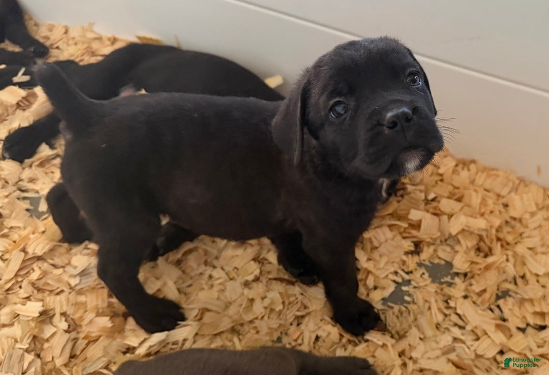 Cane Corso dogs for sale: Milo - Ad 3