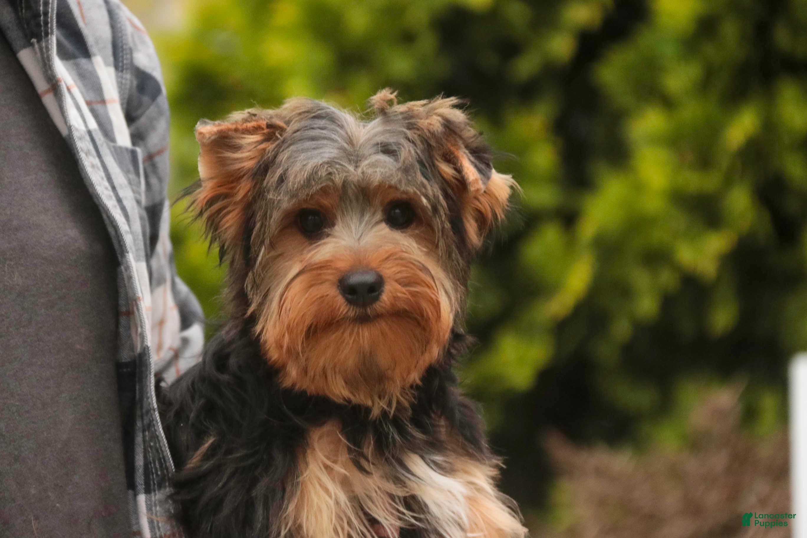 Yorkshire Terrier dogs Teddy - Ad 2