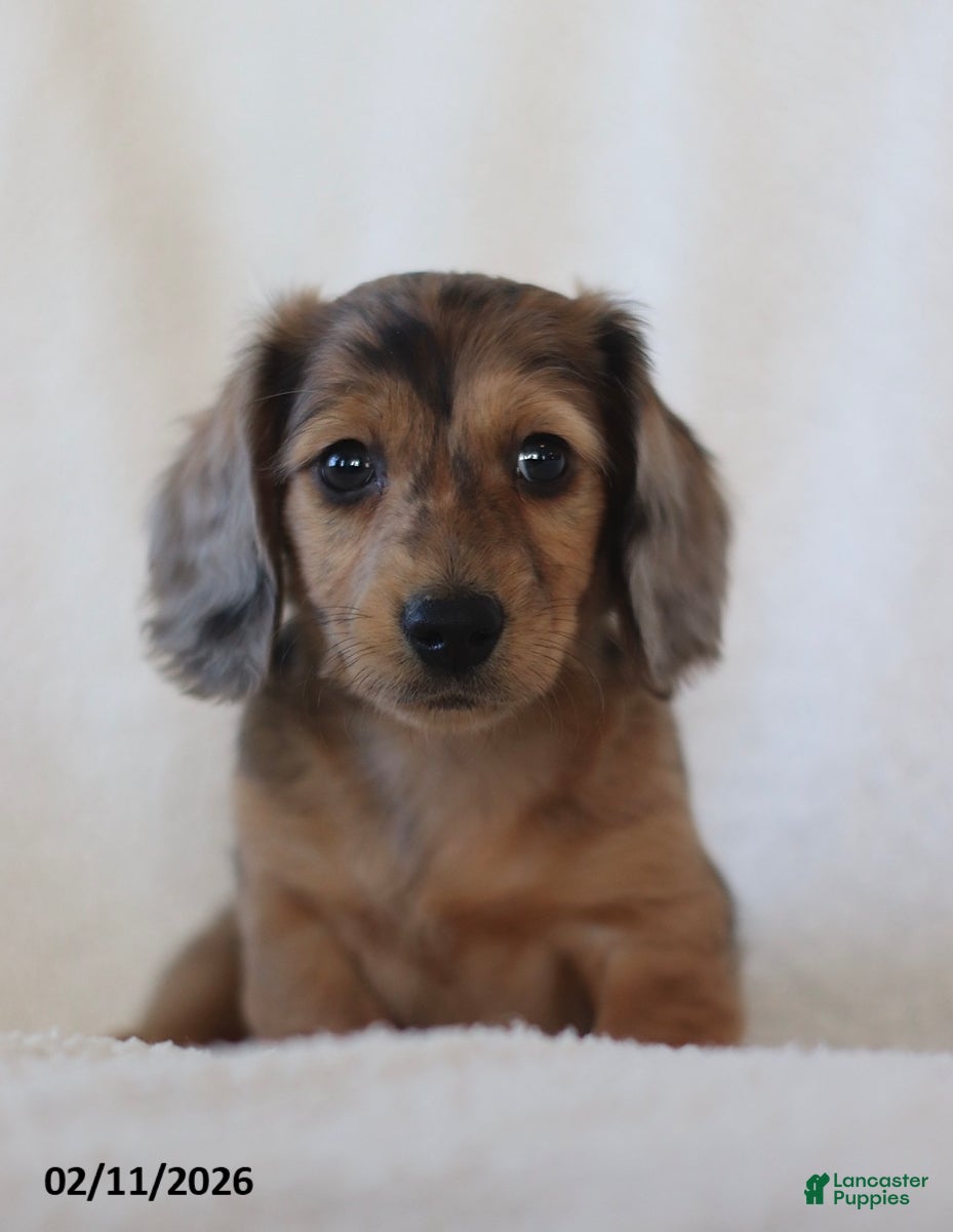 Miniature Dachshund dogs Lakota - Ad 2