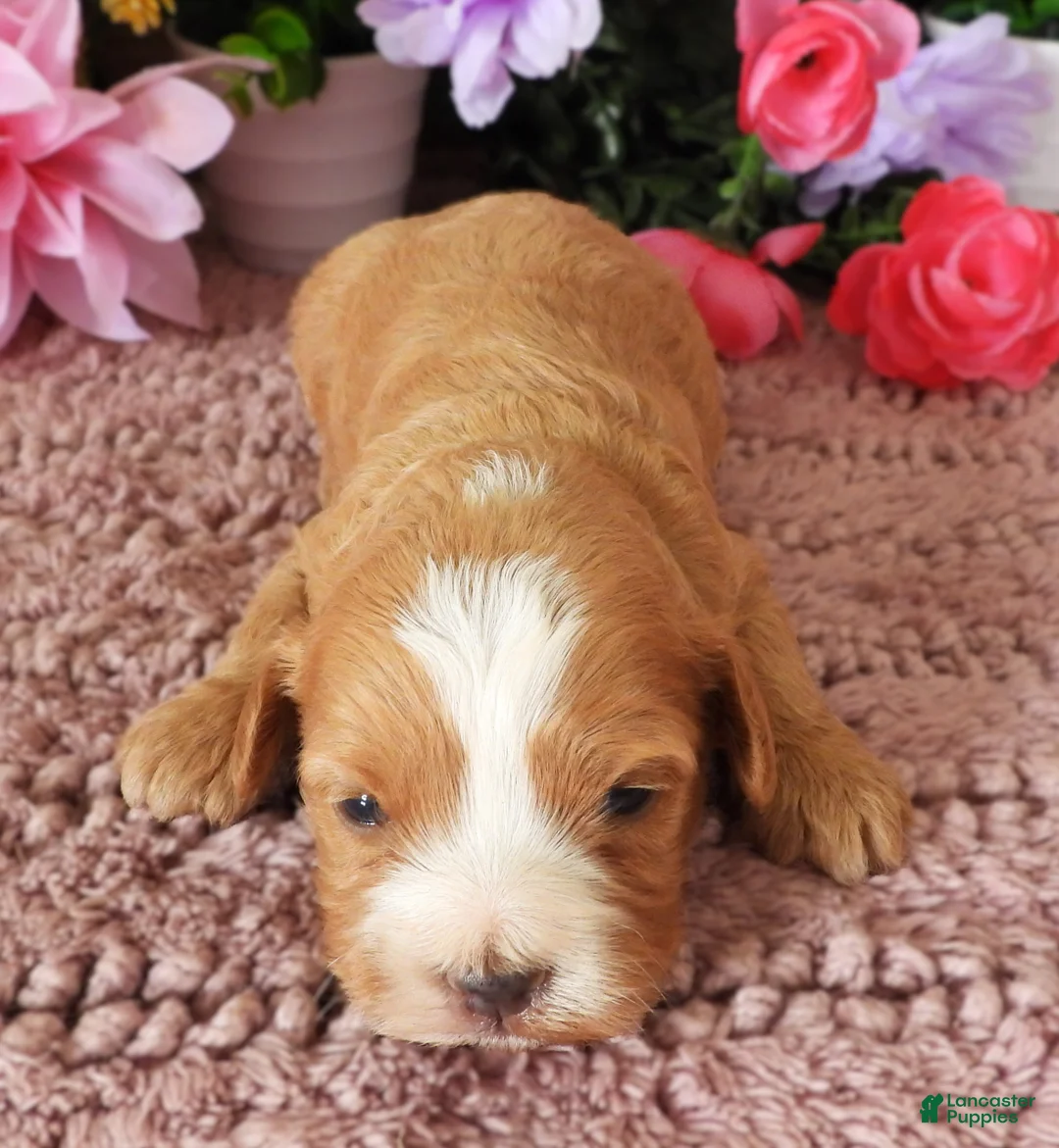 Cavapoo dogs for sale: #3 Male (Whitney's) - Ad 2