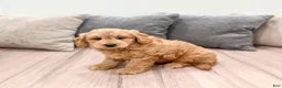 Mini Goldendoodle dogs for sale: King - New Video - Ad 7