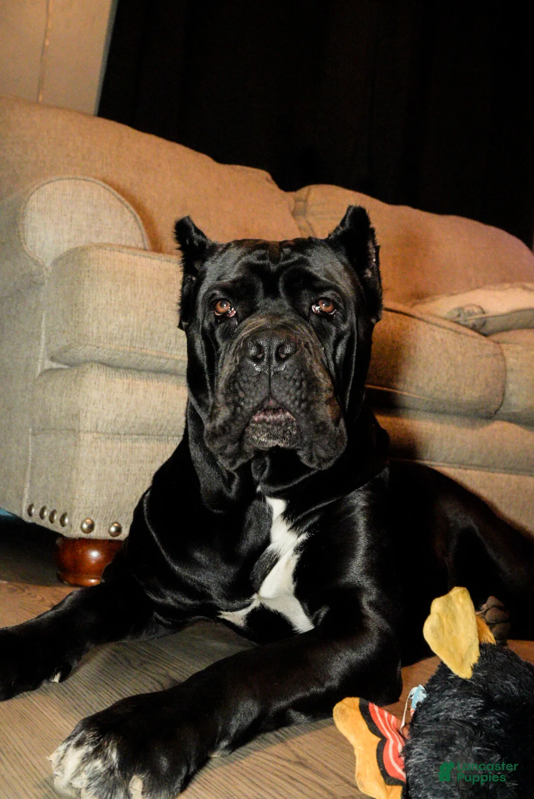 Cane Corso dogs for sale: Orange - Ad 4