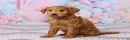 Mini Goldendoodle dogs for sale: Snickers - Ad 2