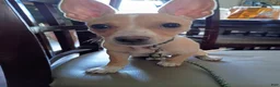 Chihuahua dogs for sale: Mazapán  - Ad 3