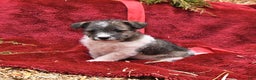 Mixed Breed dogs for sale: Patch  - Ad 3