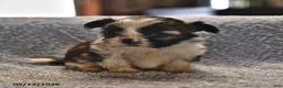 Shih Tzu dogs for sale: Jay - Ad 4