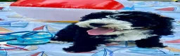 Cavapoo dogs for sale: Howard - Ad 5