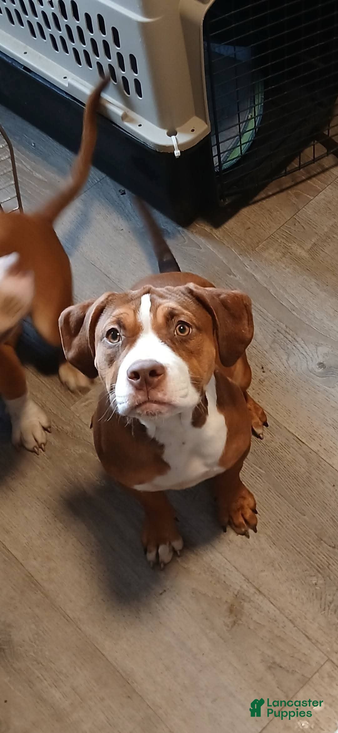 American Bully dogs for sale: Bubbles - Ad 3