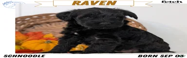 Raven