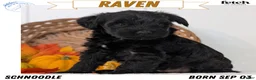 Schnoodle dogs for sale: Raven - Ad 1