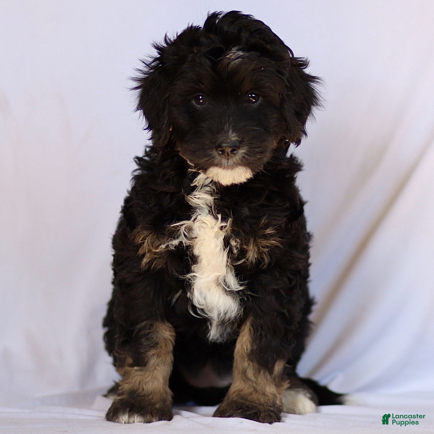 Mini Bernedoodle dogs Brynn - Ad 2