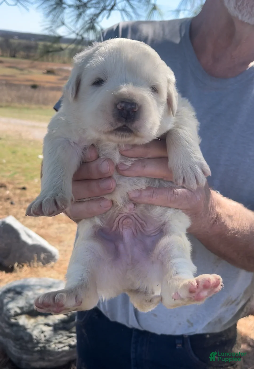 Mixed Breed dogs for sale: Mixed Breed Puppy 4 - Ad 15