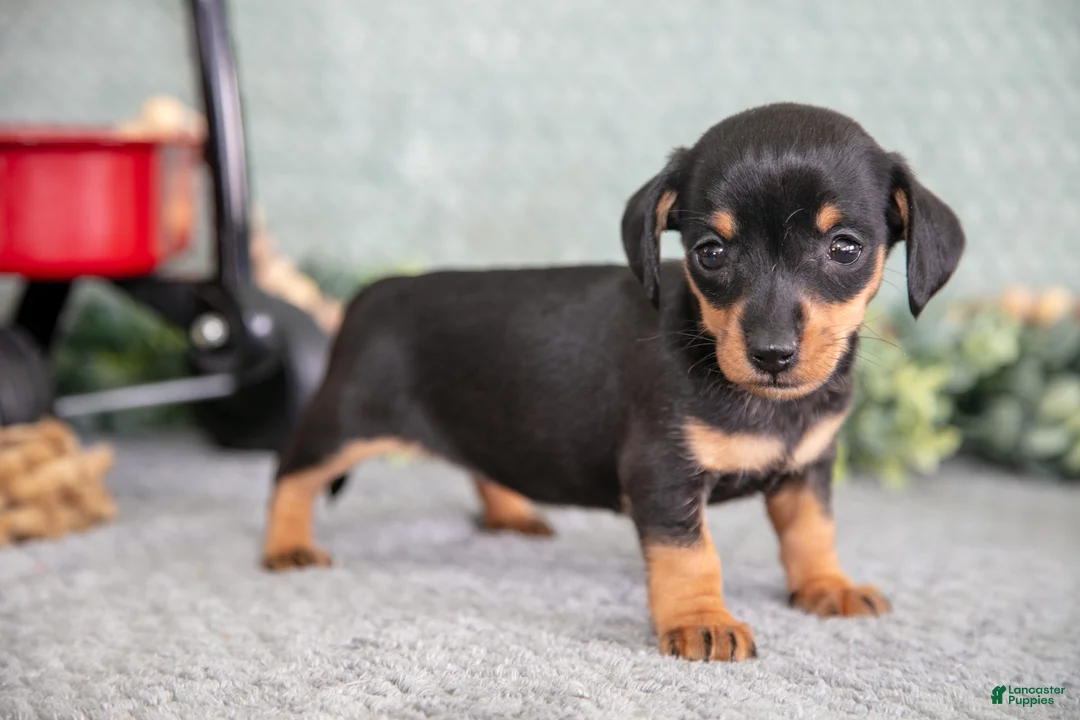 Miniature Dachshund dogs for sale: Barbie - Ad 2