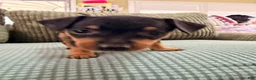 Miniature Pinscher dogs for sale: Lucy - Ad 9