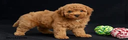 Mini Goldendoodle dogs for sale: Donna - Ad 5