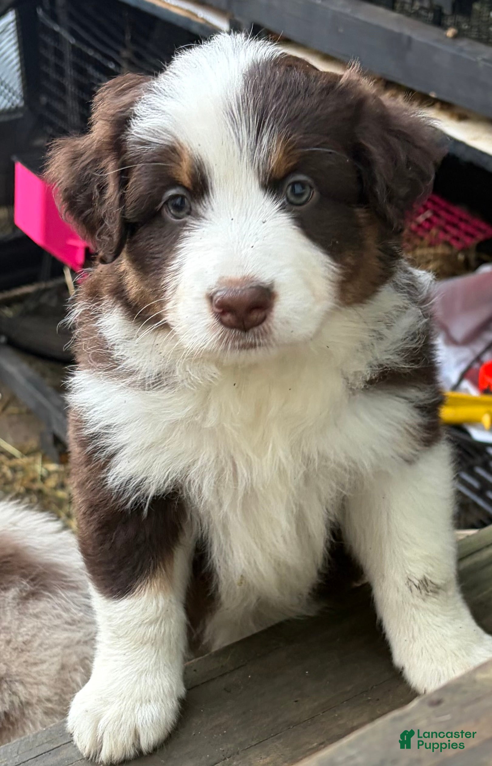 Australian Shepherd dogs for sale: Australian Shepherd 2 - Ad 36