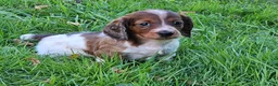 Miniature Dachshund dogs for sale: Reba - Ad 1
