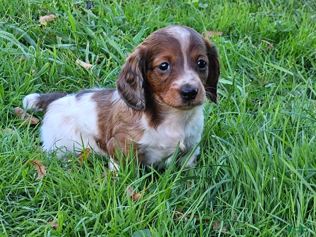 Miniature Dachshund dogs for sale: Reba - Ad 1