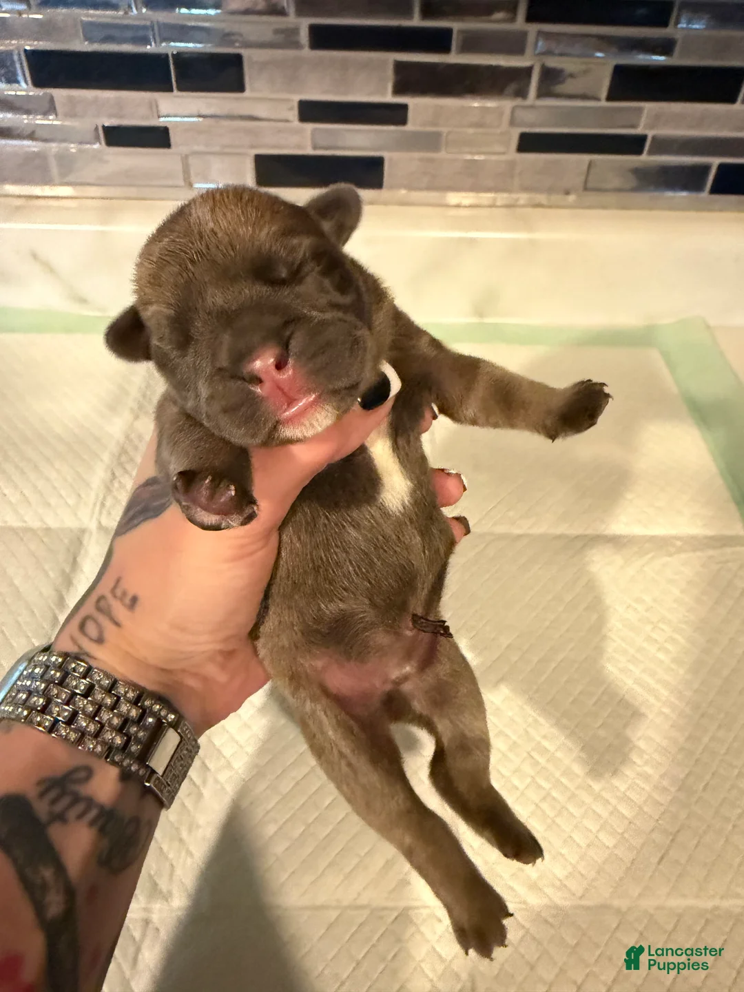 English Bulldog dogs for sale: Blue fawn male - Ad 2