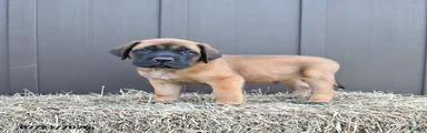 Mack 