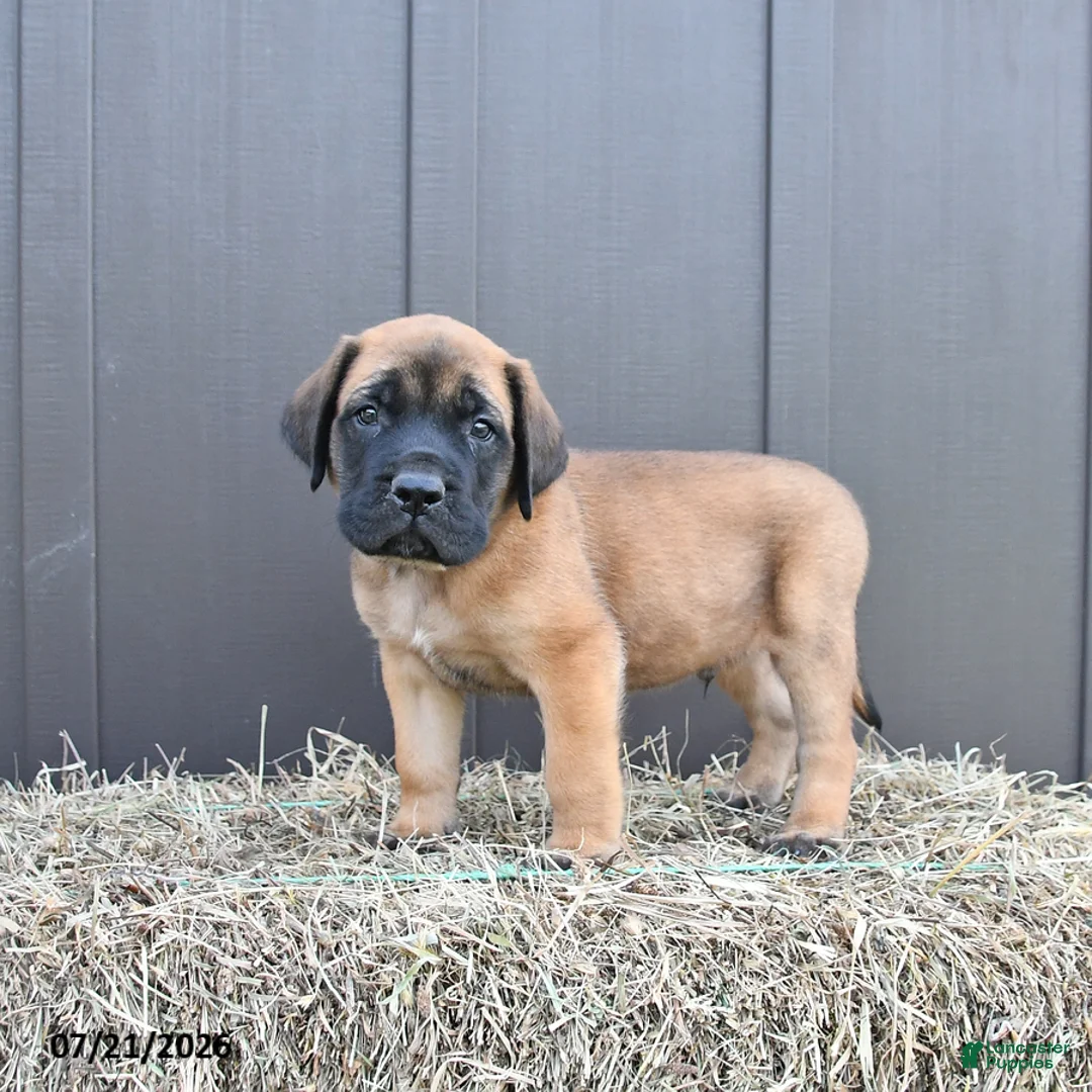 English Mastiff dogs for sale: Mack  - Ad 1