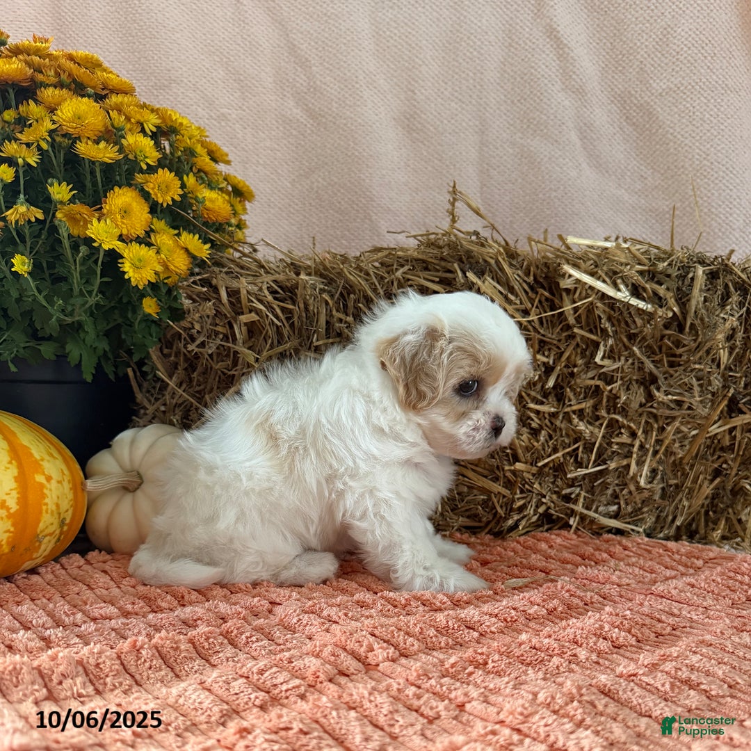 Teddy Bear dogs for sale: Cindy - Ad 3