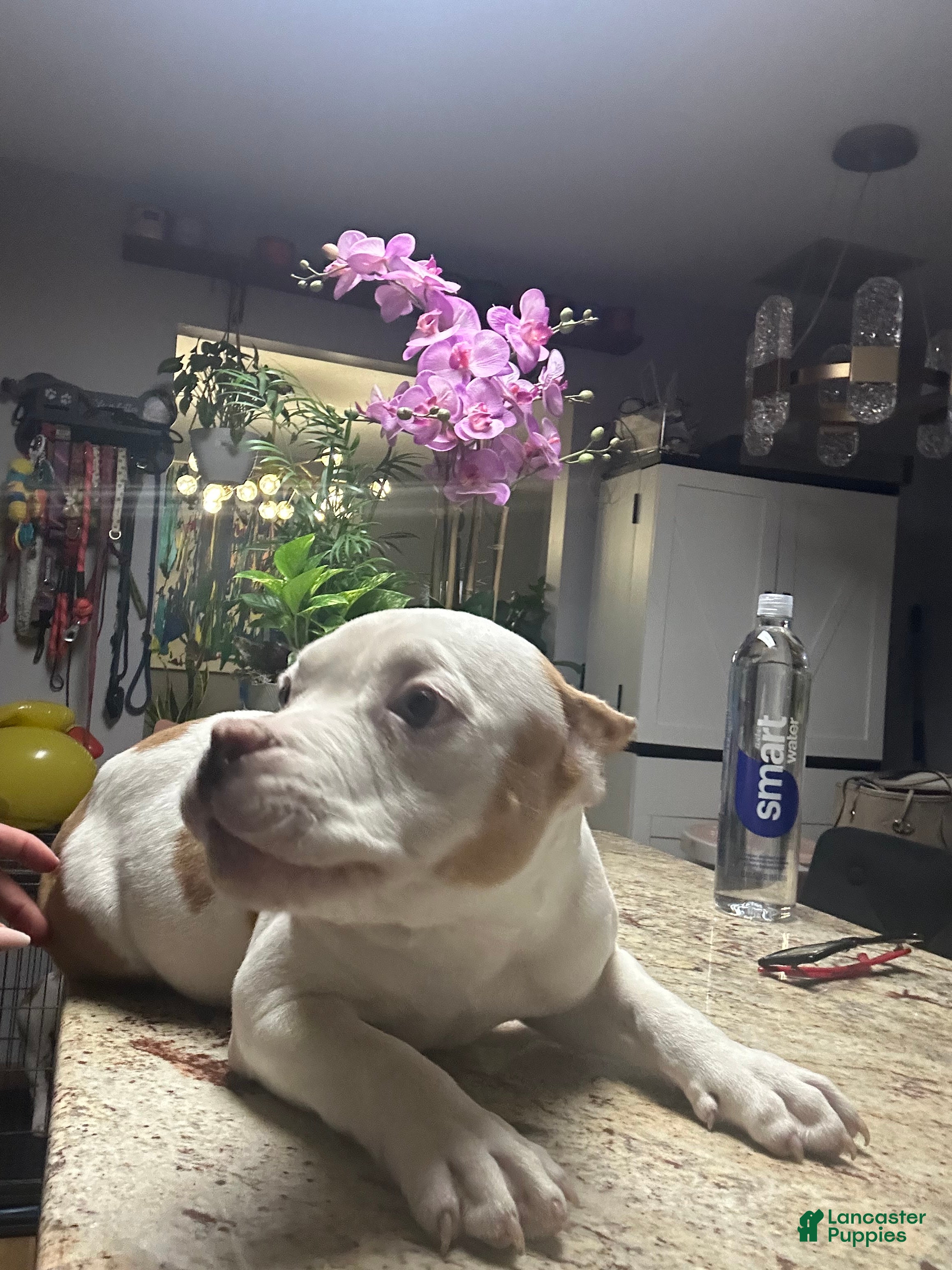 American Bully dogs Prince  - Ad 9