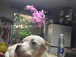 American Bully dogs Prince - Ad 29