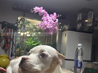 American Bully dogs Prince - Ad 37