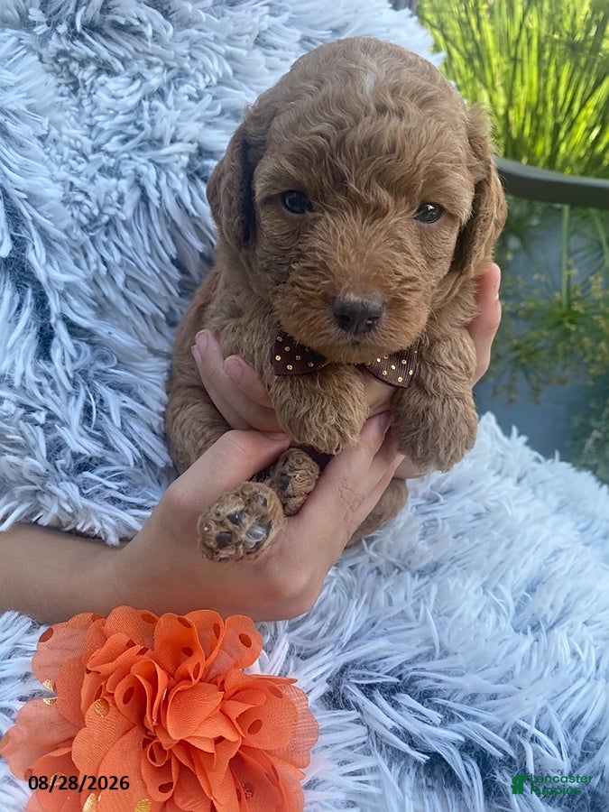 Miniature Labradoodle dogs Cam - Ad 1