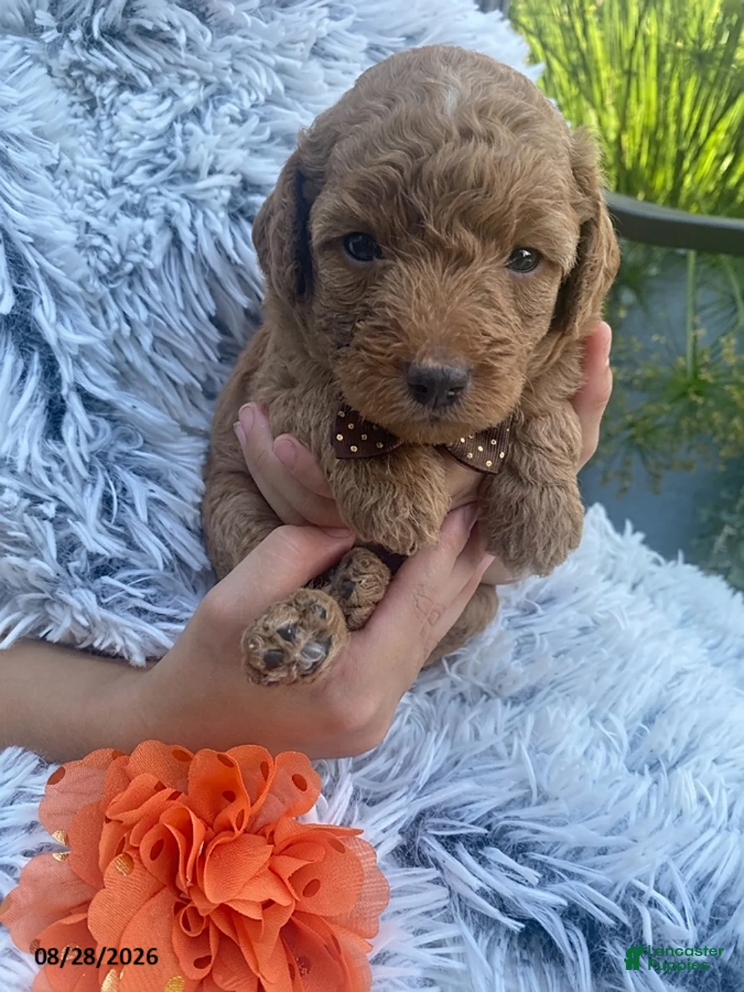 Miniature Labradoodle dogs for sale: Cam - Ad 1