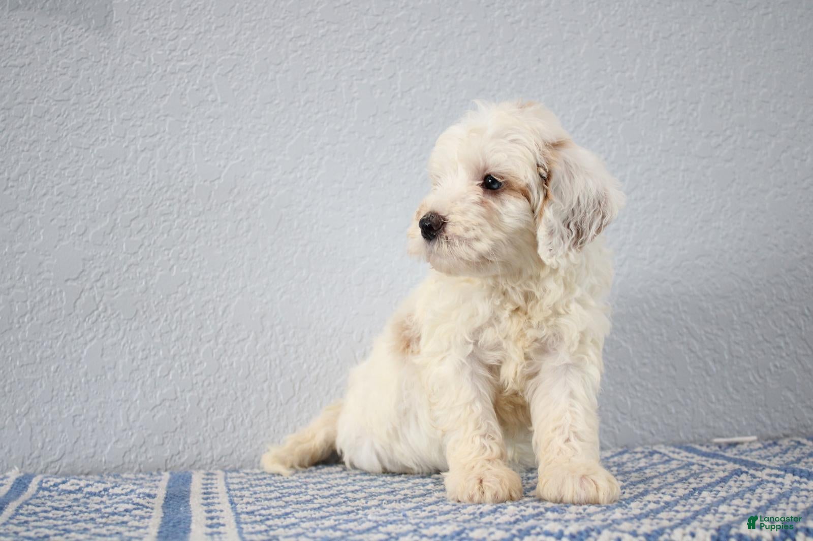 Mini Goldendoodle dogs Vlad - Ad 2