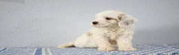 Mini Goldendoodle dogs for sale: Vlad - Ad 7