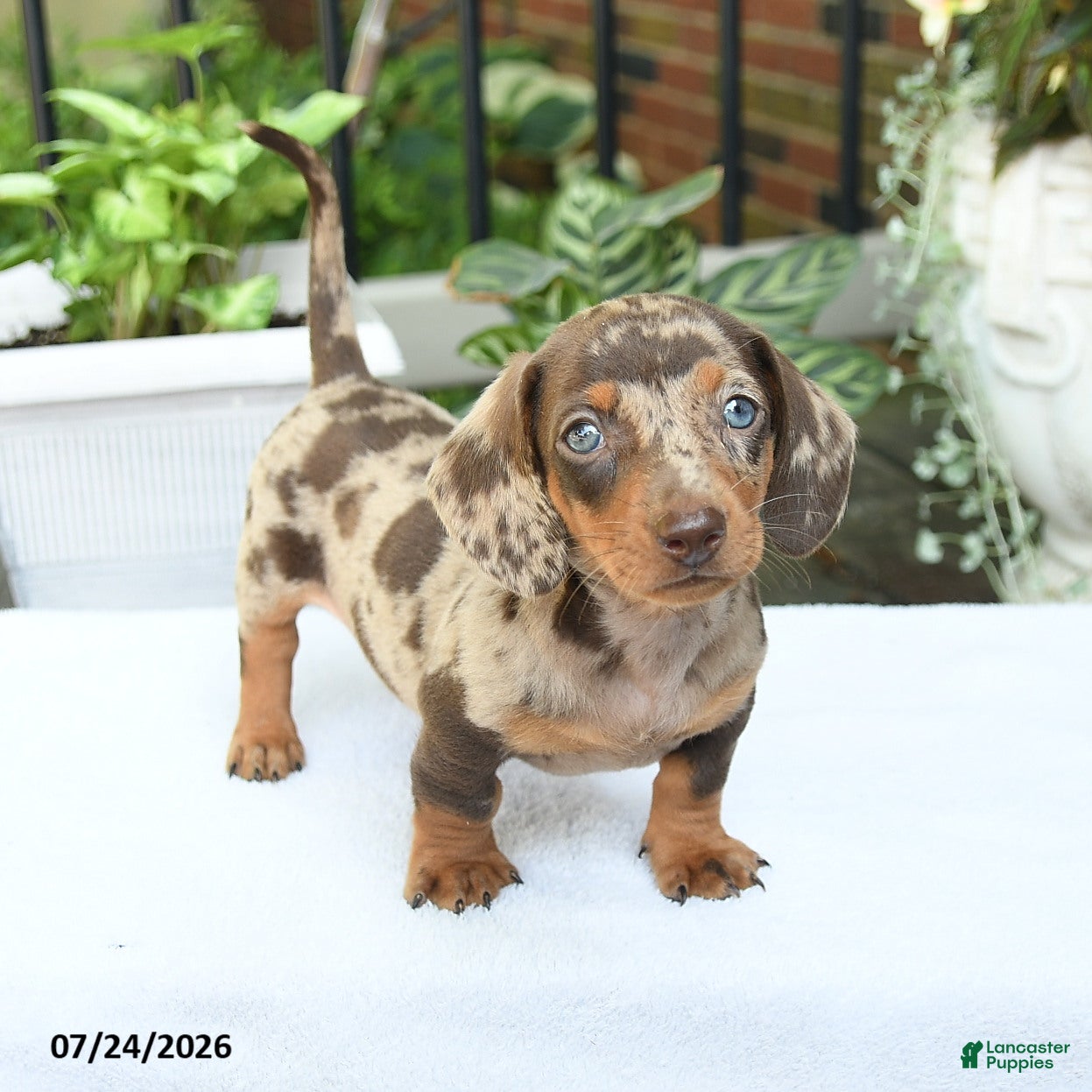 Miniature Dachshund dogs Duke - Ad 1