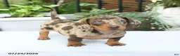 Miniature Dachshund dogs for sale: Duke - Ad 1