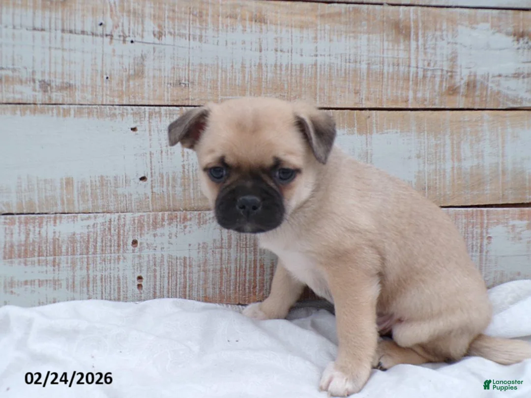 Mixed Breed dogs for sale: Zach - Ad 2