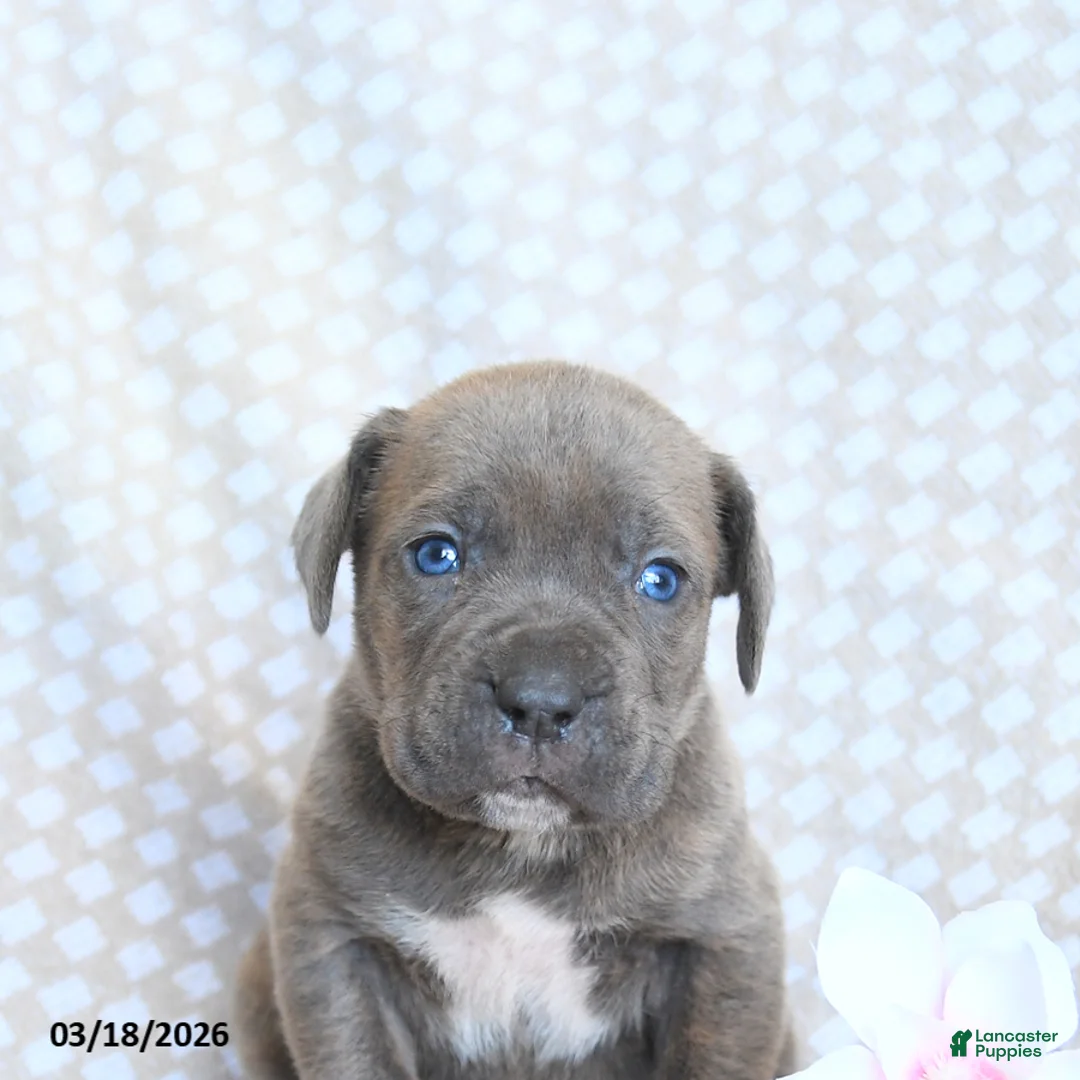 Cane Corso dogs for sale: Candy - Ad 5